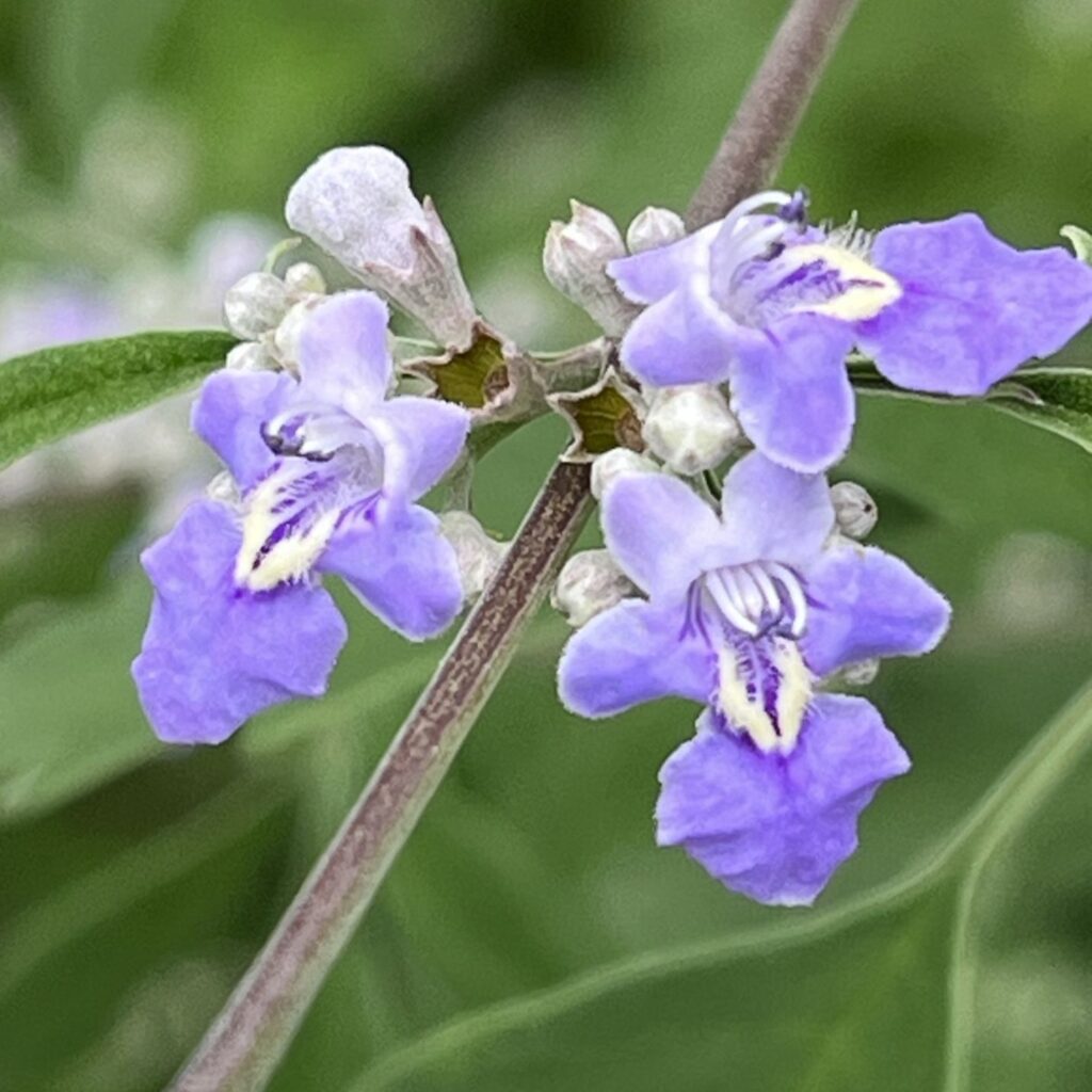 ニンジンボク:花を近くから / Five-leaved Chaste Tree - Flowers up close