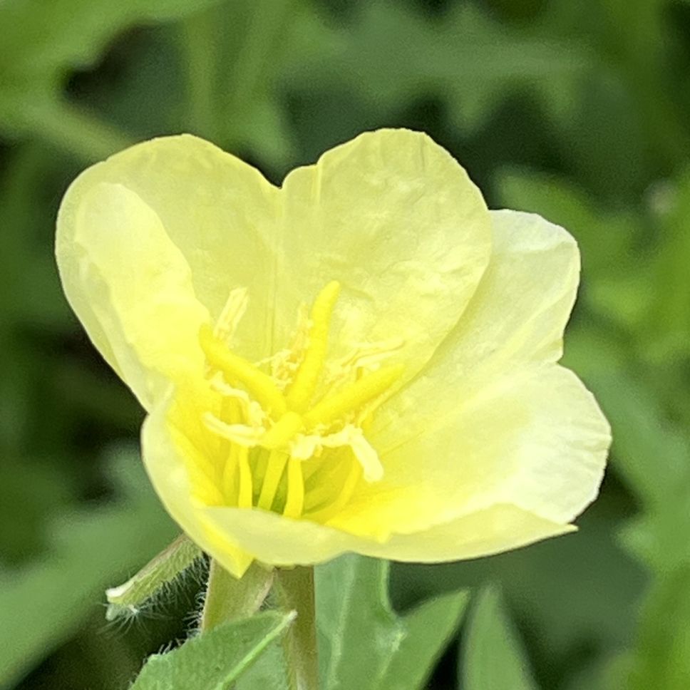 コマツヨイグサ:花を斜めから / Cutleaf Evening Primrose - Flower from an angle