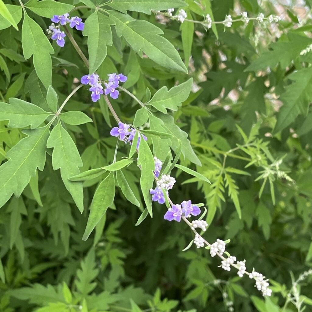 ニンジンボク:茎と葉と蕾と花 / Five-leaved Chaste Tree - Stems, leaves, buds and flowers