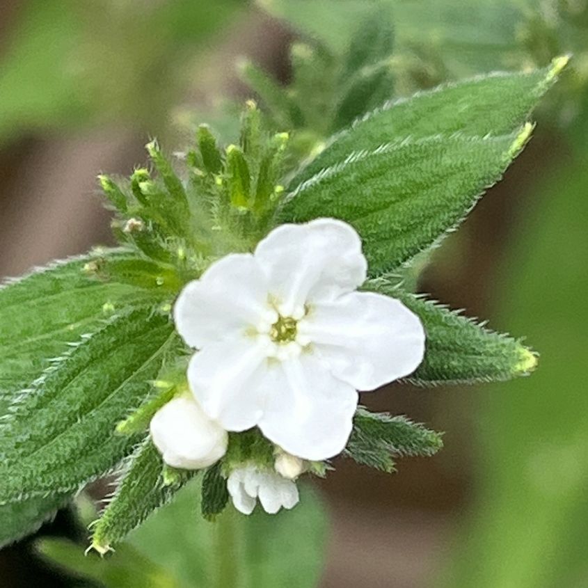 ムラサキ:花を斜めから / Purple Gromwell - A flower from an angle