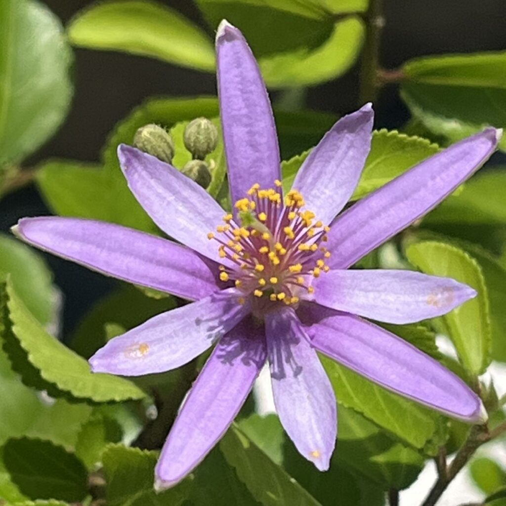 スイレンボク:花を正面から / Lavender Star Flower - Flower from the front
