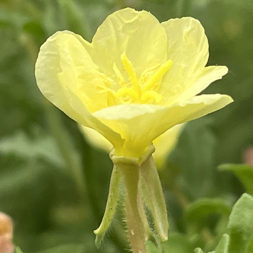 コマツヨイグサ:花を横から / Cutleaf Evening Primrose - Flower from the side