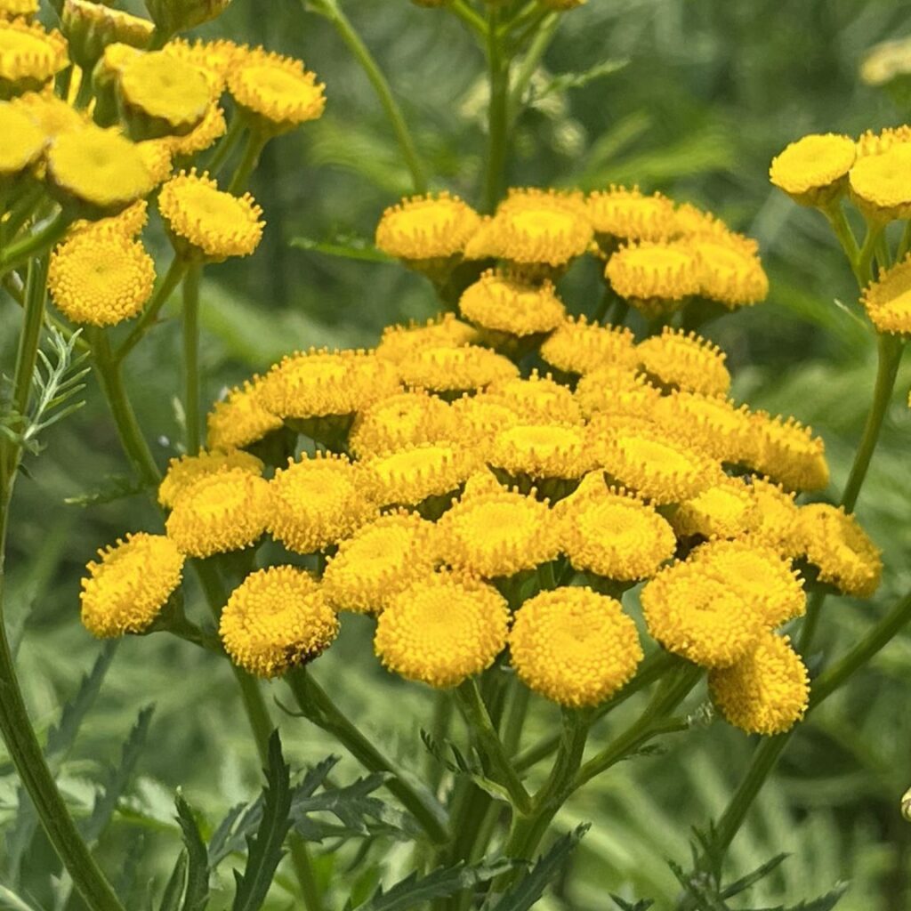 ヨモギギク:花 / Tansy - Flowers