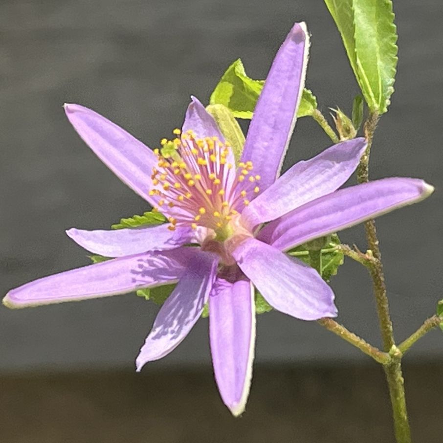 スイレンボク:花を斜めから / Lavender Star Flower - Flower from an angle