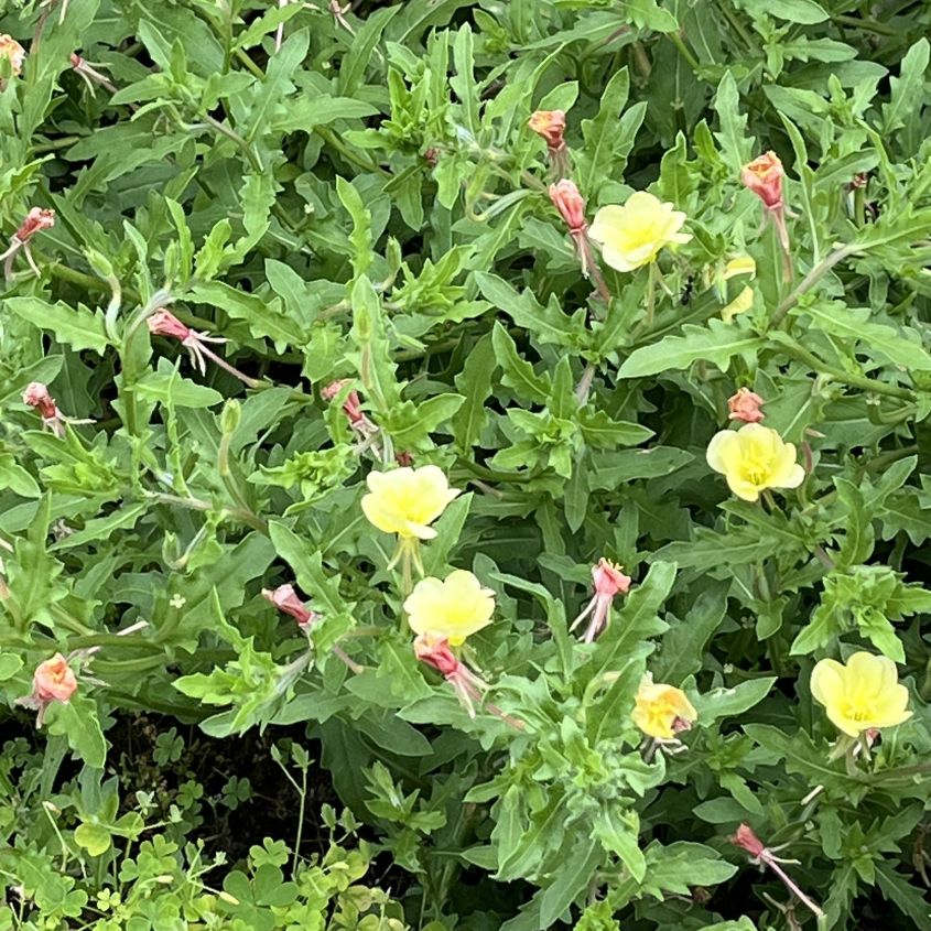 コマツヨイグサ:群生 / Cutleaf Evening Primrose - Cluster