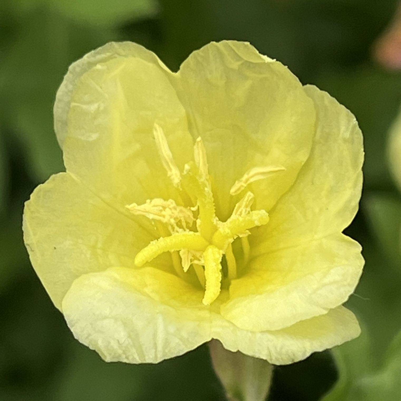 コマツヨイグサ / Cutleaf Evening Primrose