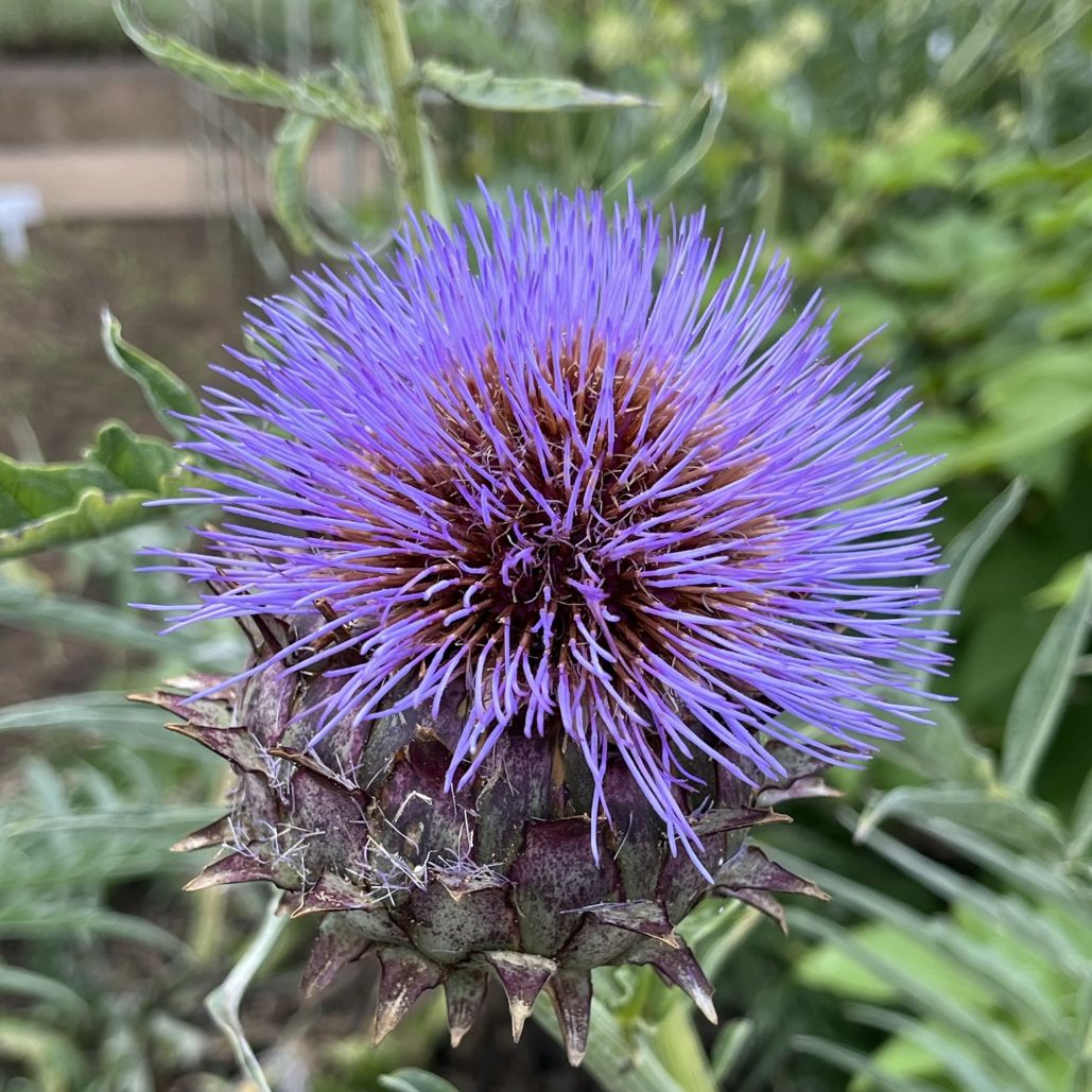 カルドン / Cardoon