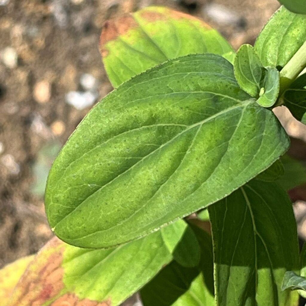 オトギリソウ:葉を近くから / St. John's Wort - A leaf up close