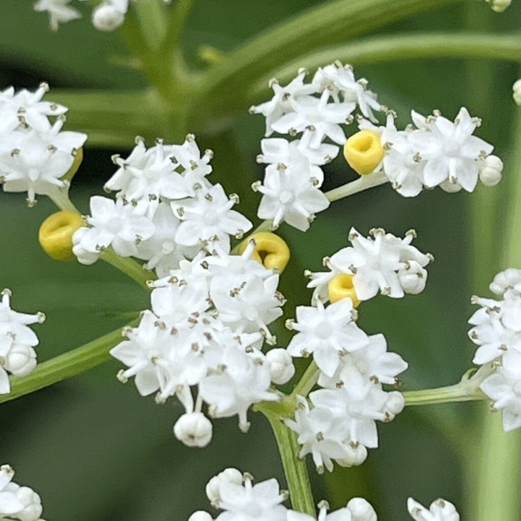 ソクズ:小花と腺体 / Chinese Elder - Florets and glands