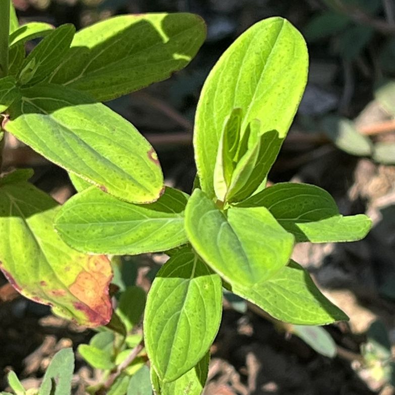オトギリソウ:葉 / St. John's Wort - Leaves