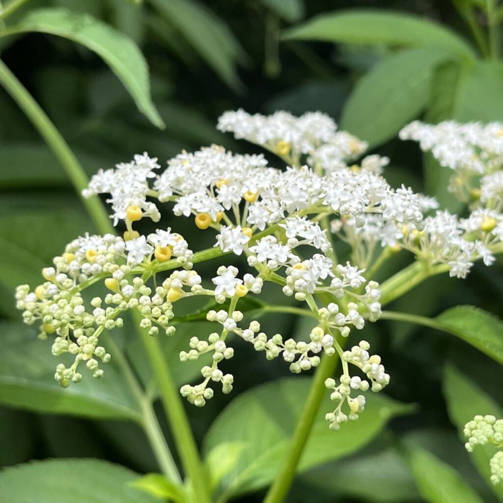 ソクズ:花々を側面から / Chinese Elder - Flowers from the side