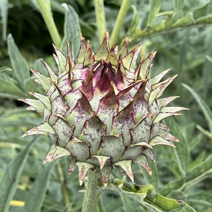 カルドン:花蕾 / Cardoon - Flower bud
