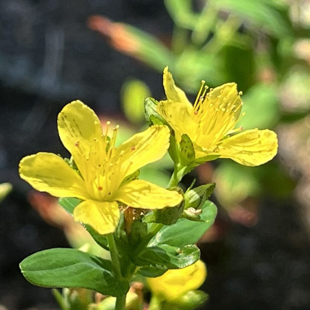オトギリソウ:花2輪を側面から / St. John's Wort - Two flowers from the side