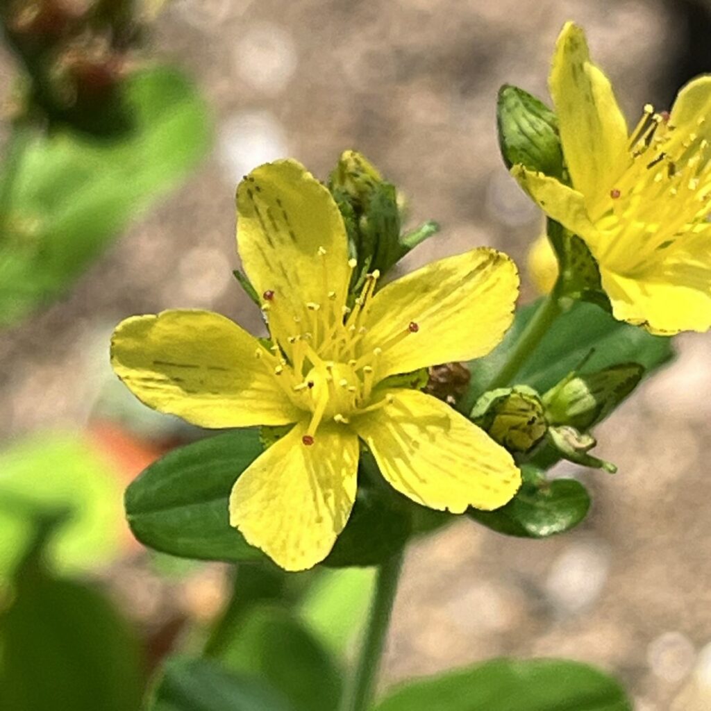 オトギリソウ:花を正面から / St. John's Wort - A Flower from the front