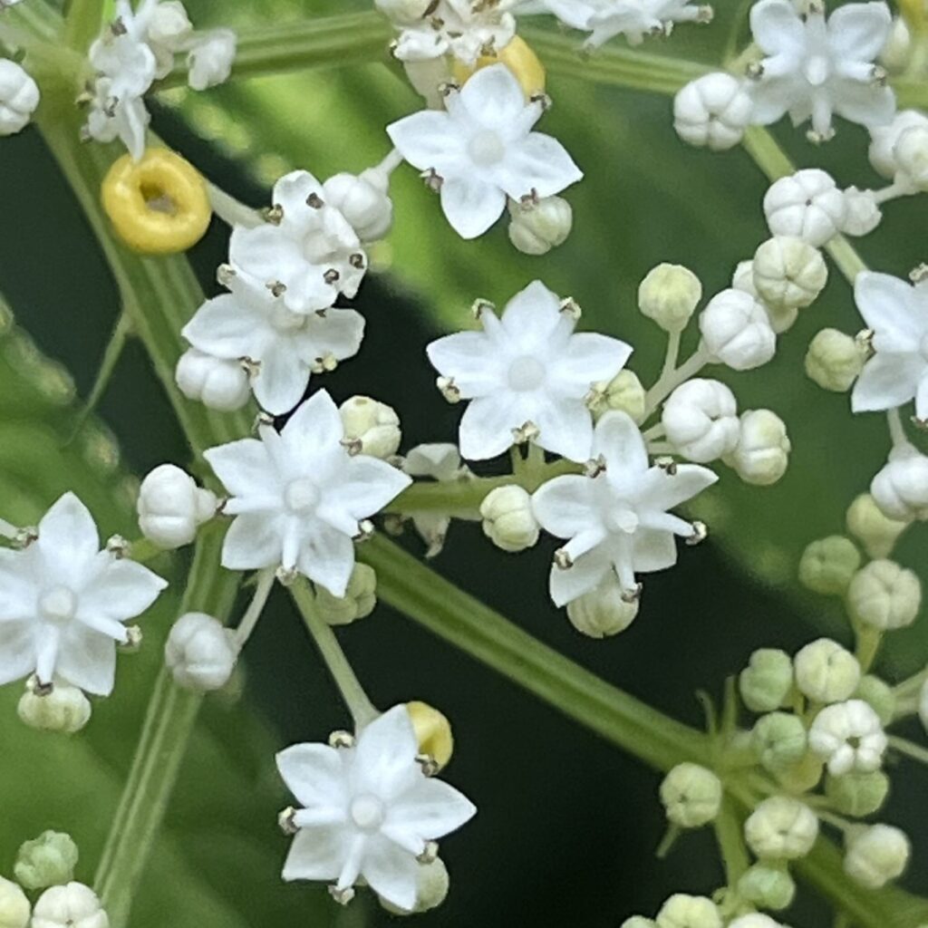 ソクズ:花々を近くから / Chinese Elder - Flowers from up close
