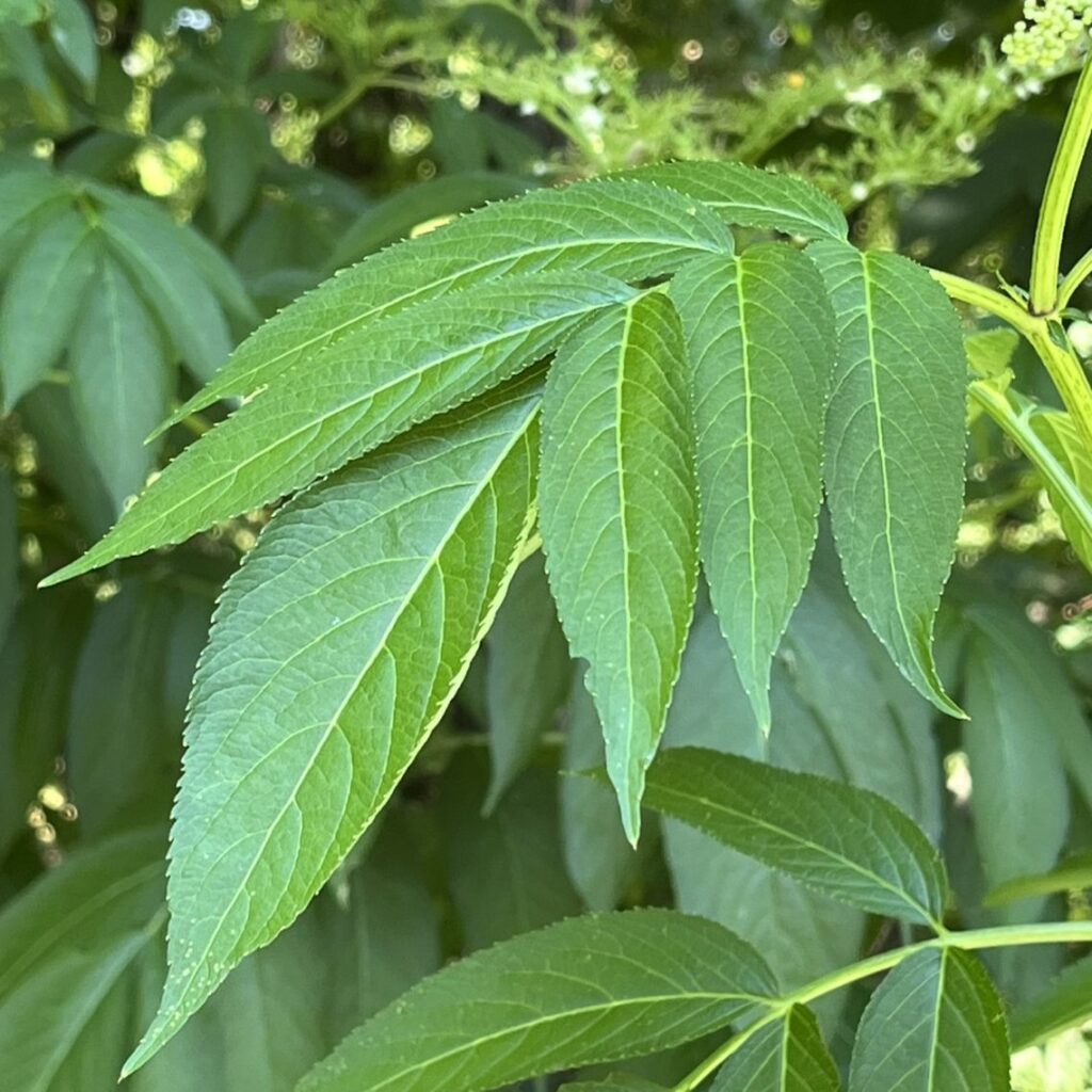 ソクズ:葉 / Chinese Elder - Leaves