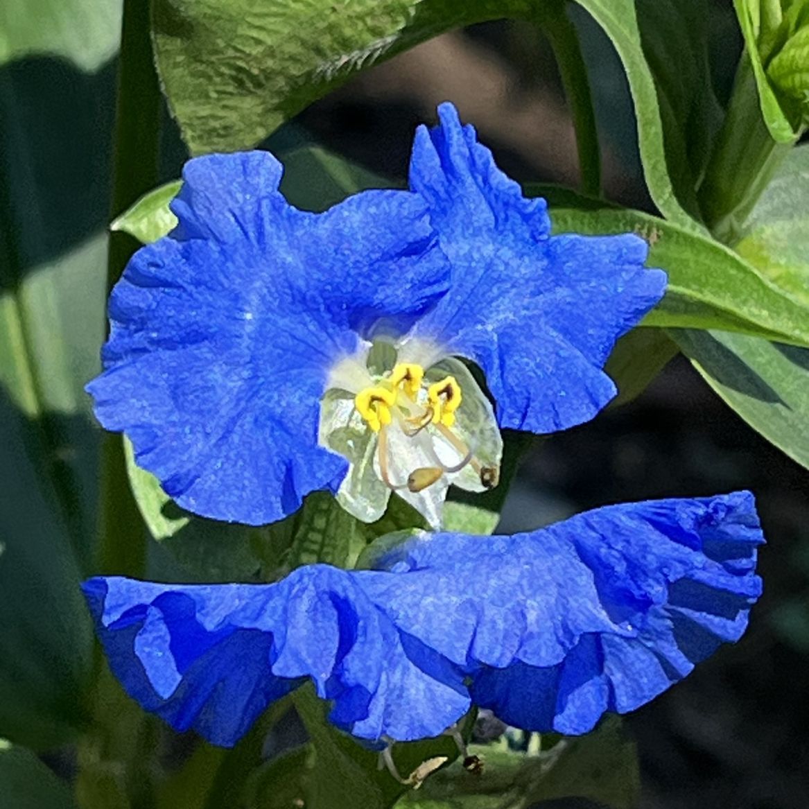 オオボウシバナ / Large Commelina