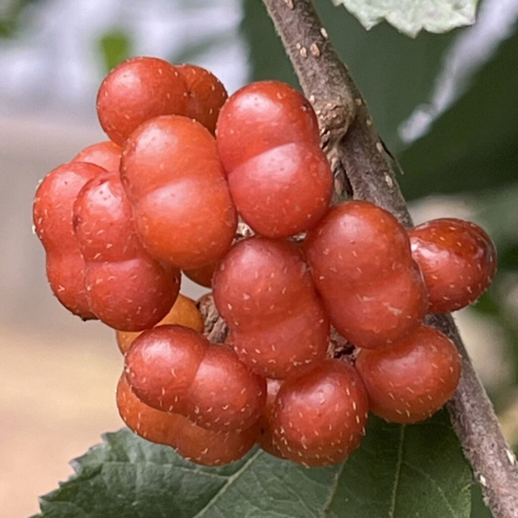 エノキウツギ：核果 ／ Bilobed Grewia - Drupes