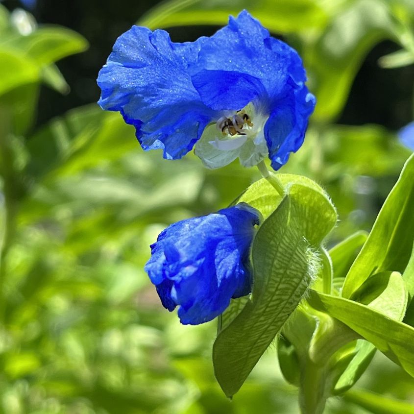 オオボウシバナ:2輪の咲き始め / Large Commelina - Two flowers beginning to bloom