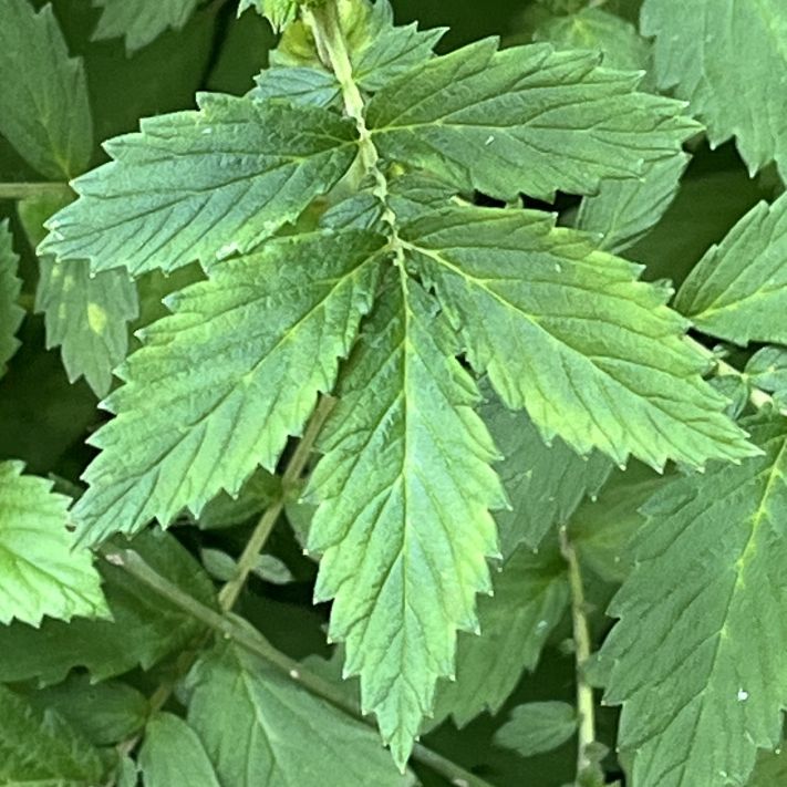 キンミズヒキ：葉 ／ Hairy Agrimony - Leaves