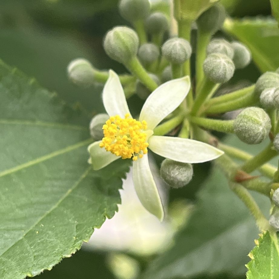 エノキウツギ：花を斜めから ／ Bilobed Grewia - Flower from an angle