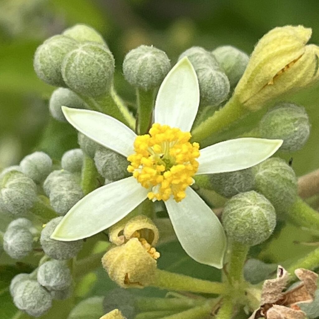 エノキウツギ：花を正面から ／ Bilobed Grewia - Flower from the front
