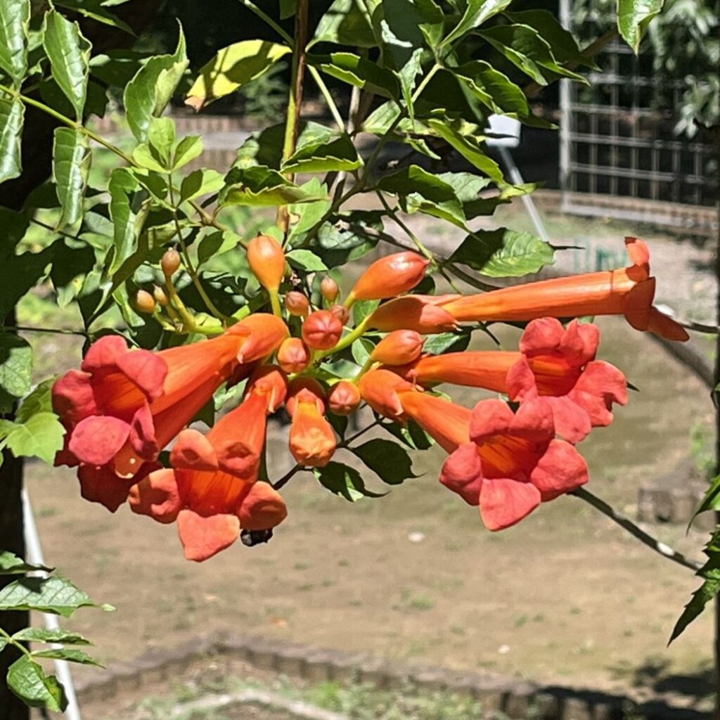 アメリカノウゼンカズラ:花序 / American Trumpet Vine - Inflorescence
