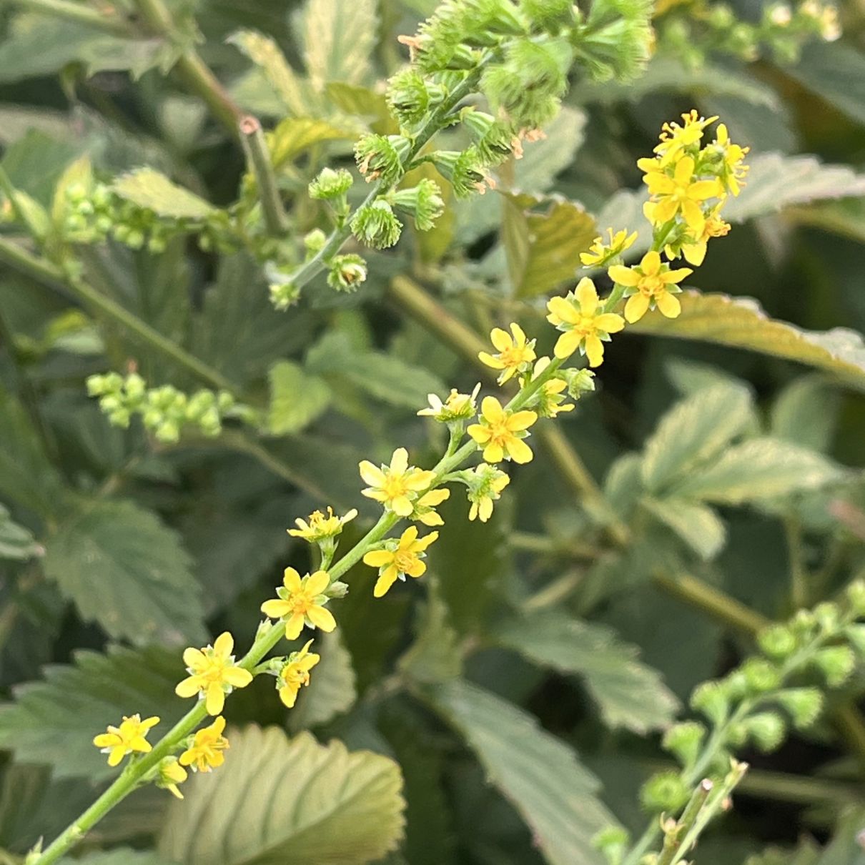 キンミズヒキ / Hairy Agrimony