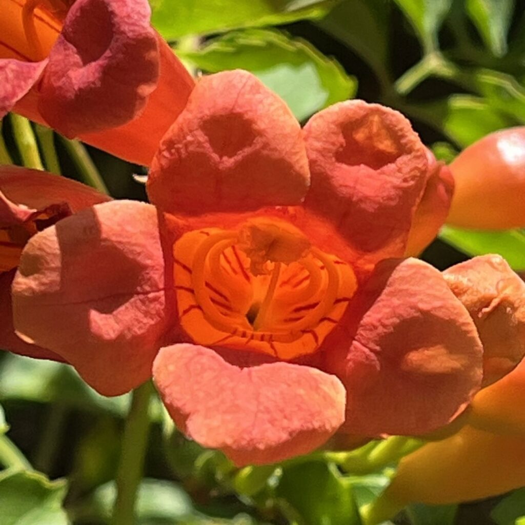 アメリカノウゼンカズラ:花を正面から / American Trumpet Vine - Flower from the front