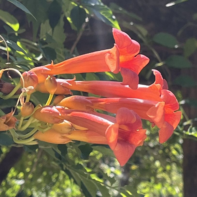 アメリカノウゼンカズラ:花を側面から / American Trumpet Vine - Flowers from the side
