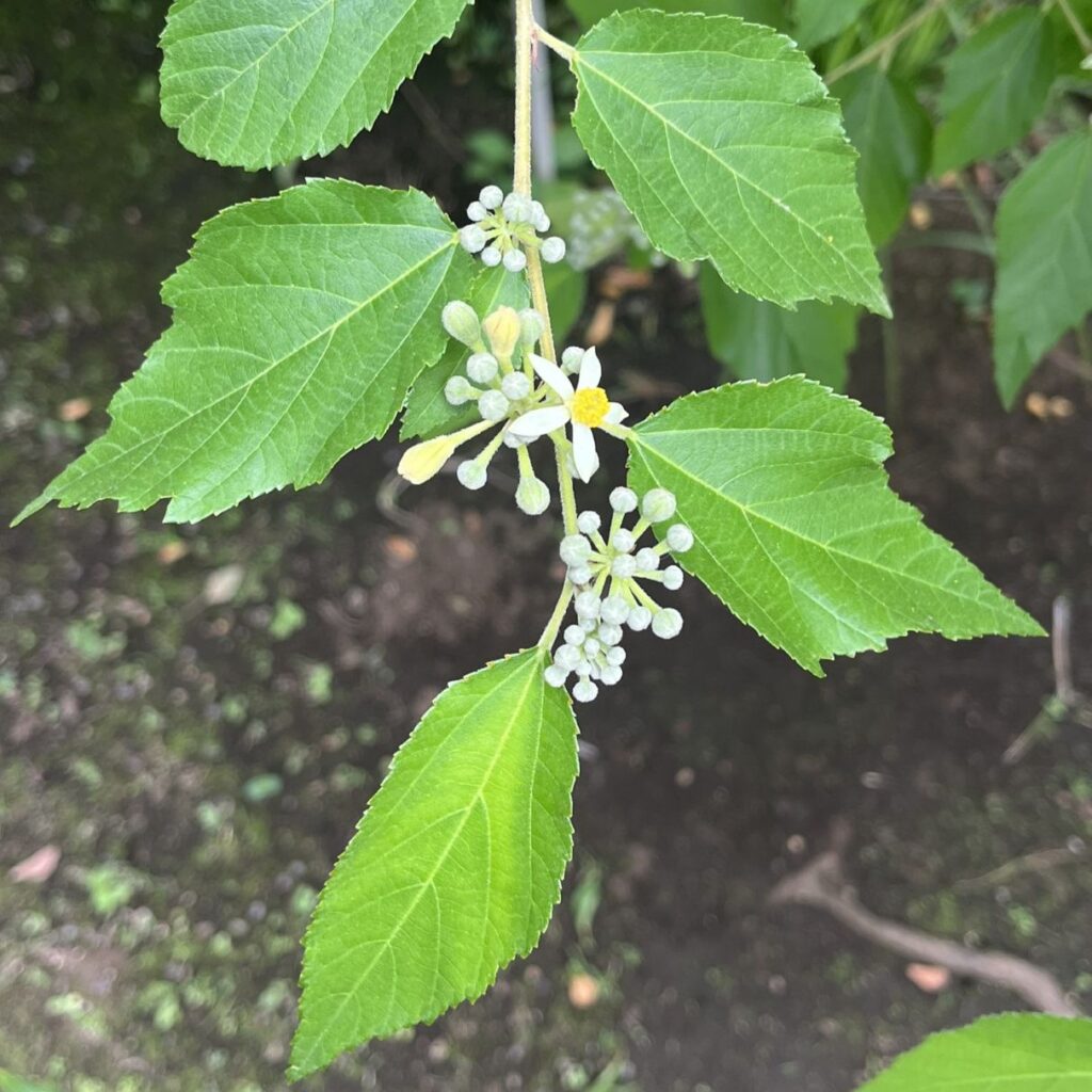 エノキウツギ：葉と蕾と花 ／ Bilobed Grewia - Leaves, buds and flowers