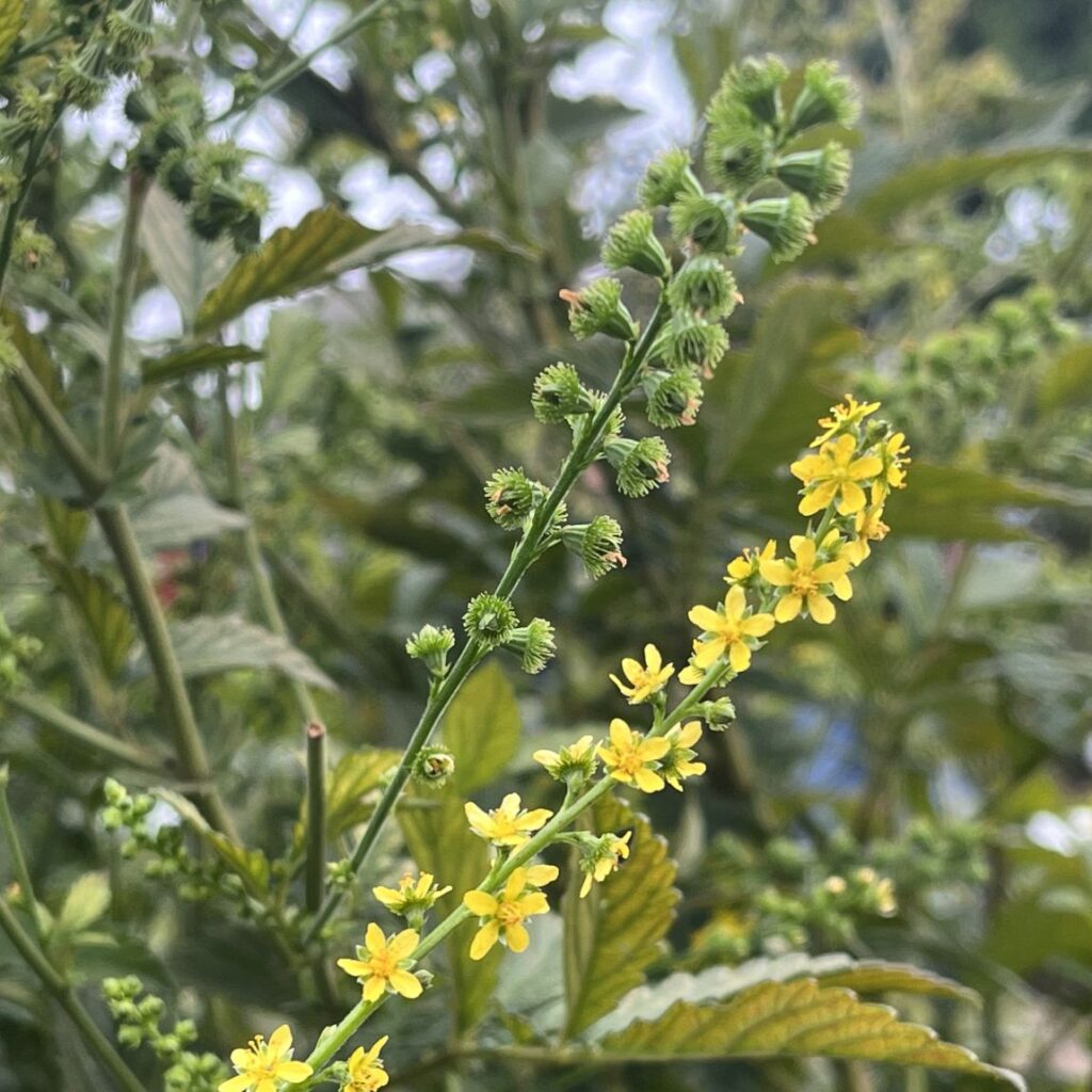 キンミズヒキ：痩果と花穂 ／ Hairy Agrimony - Achene and flower spike