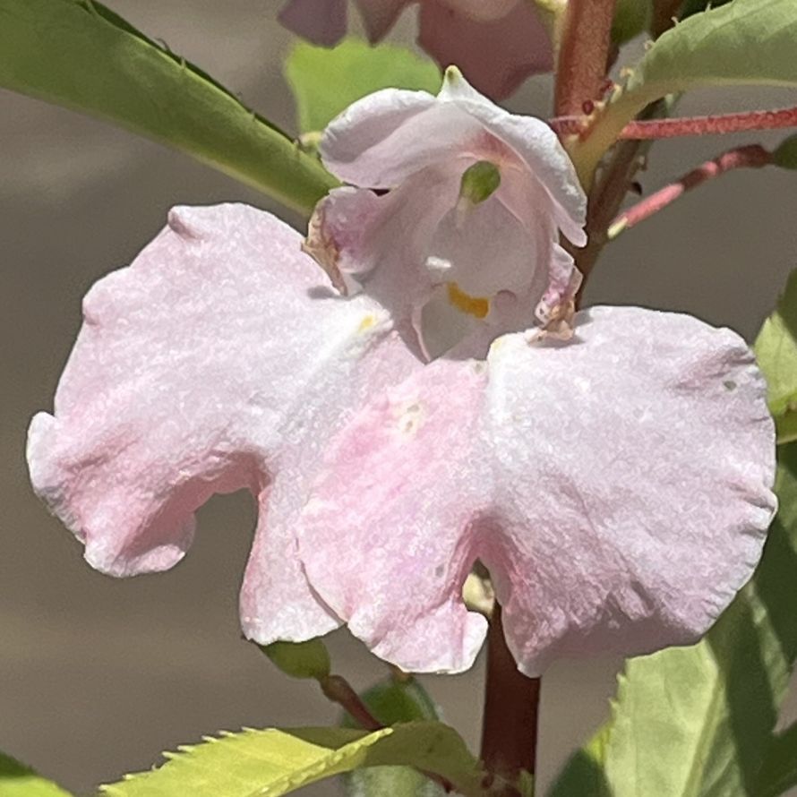 ホウセンカ：桃色の花 ／ Garden Balsam - Pink flower