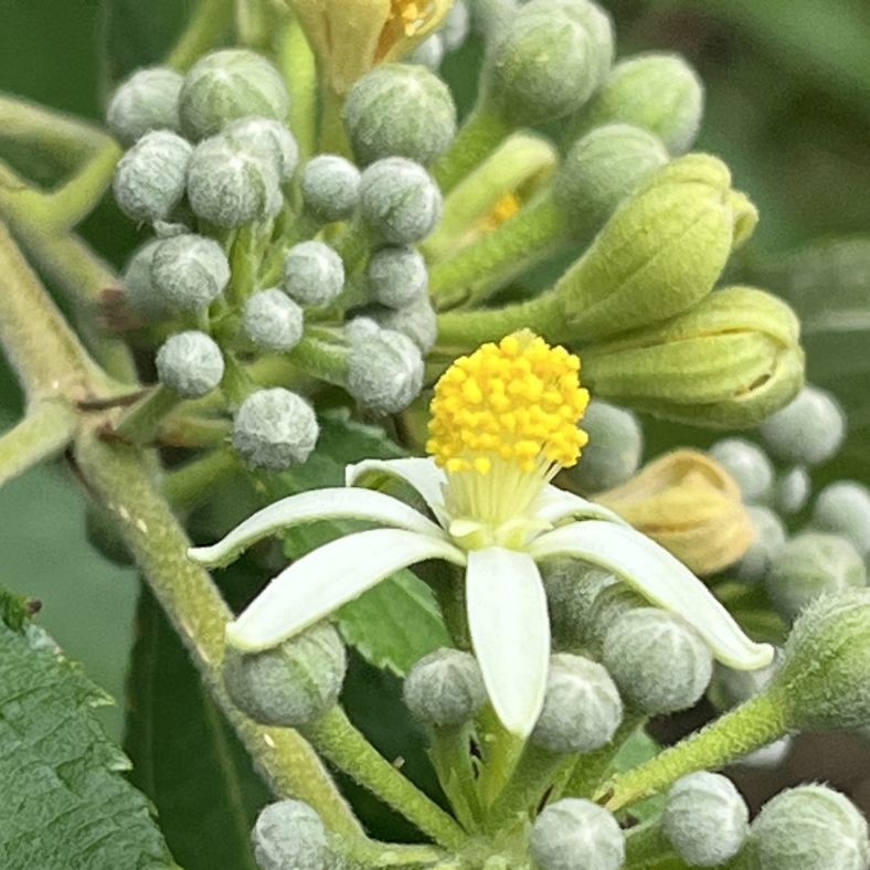 エノキウツギ：花を側面から ／ Bilobed Grewia - Flower from the side