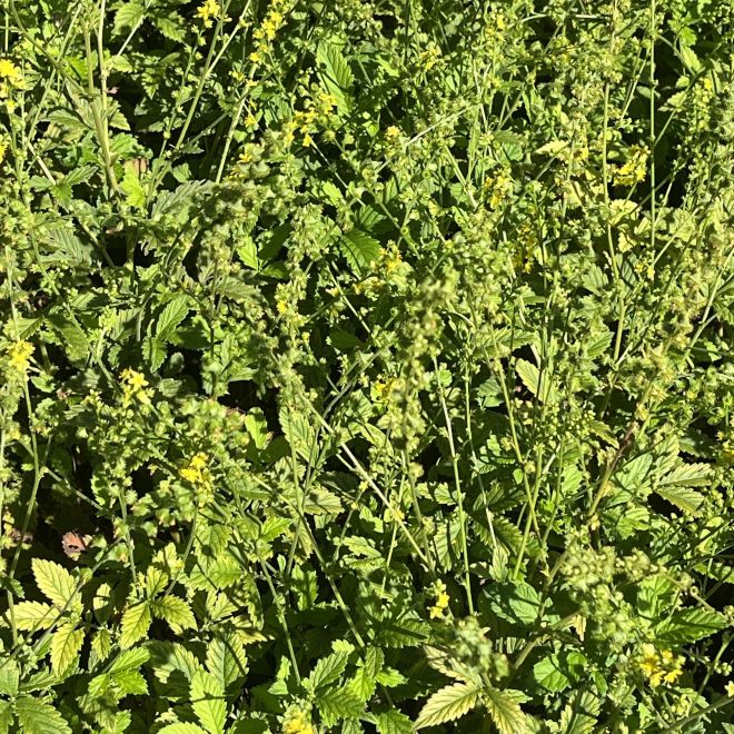 キンミズヒキ：群生 ／ Hairy Agrimony - Clumps