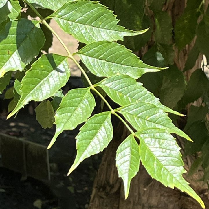 アメリカノウゼンカズラ:葉 / American Trumpet Vine - Leaves