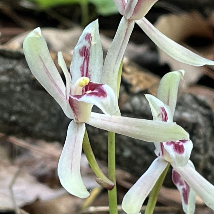 マヤラン:花を側面から / Cymbidium macrorhizon - Flower from the side