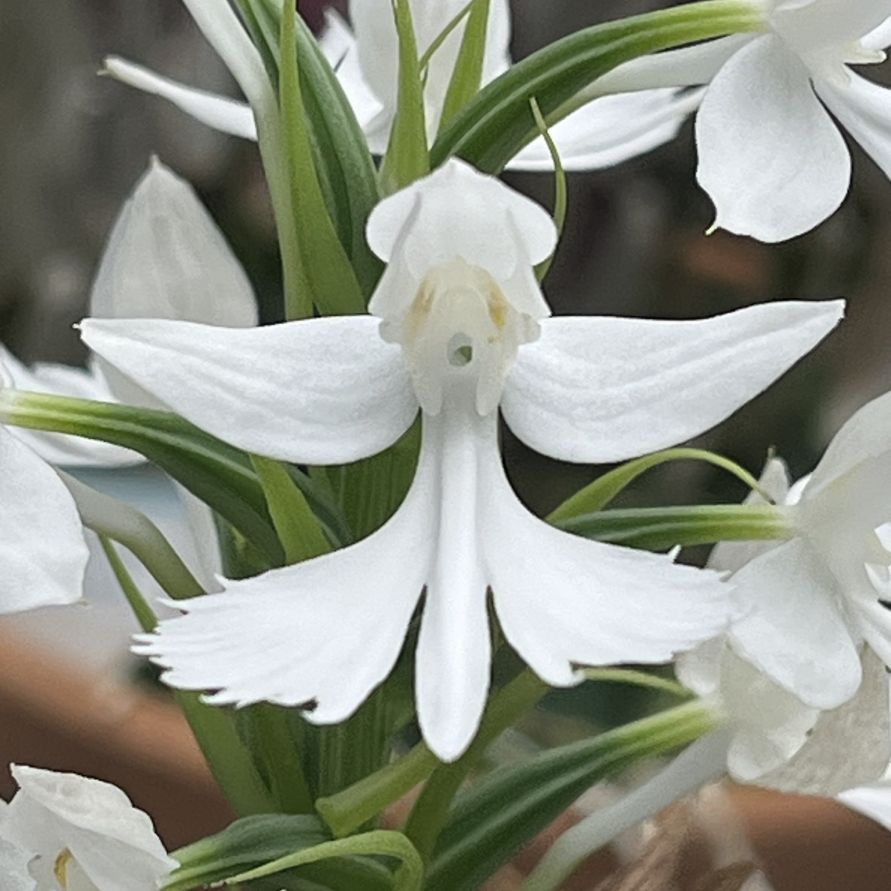 ダイサギソウ:花を正面から / Large Egret Orchid - Flower from the front