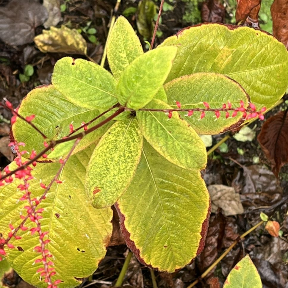 ミズヒキ:葉 /Jumpseed -Leaves