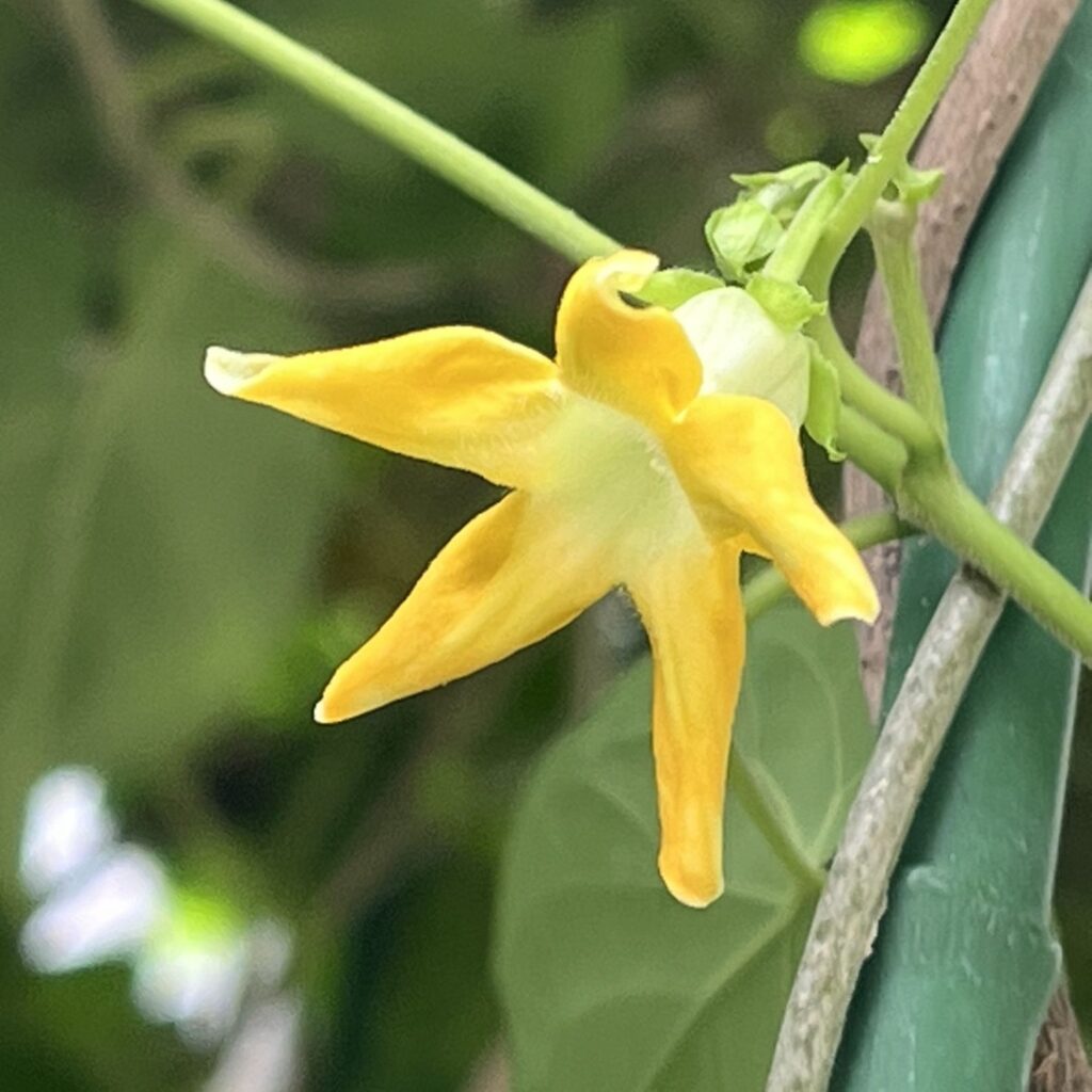ヤライコウ:花を斜めから / Night-fragrant Flower - Flower from an angle