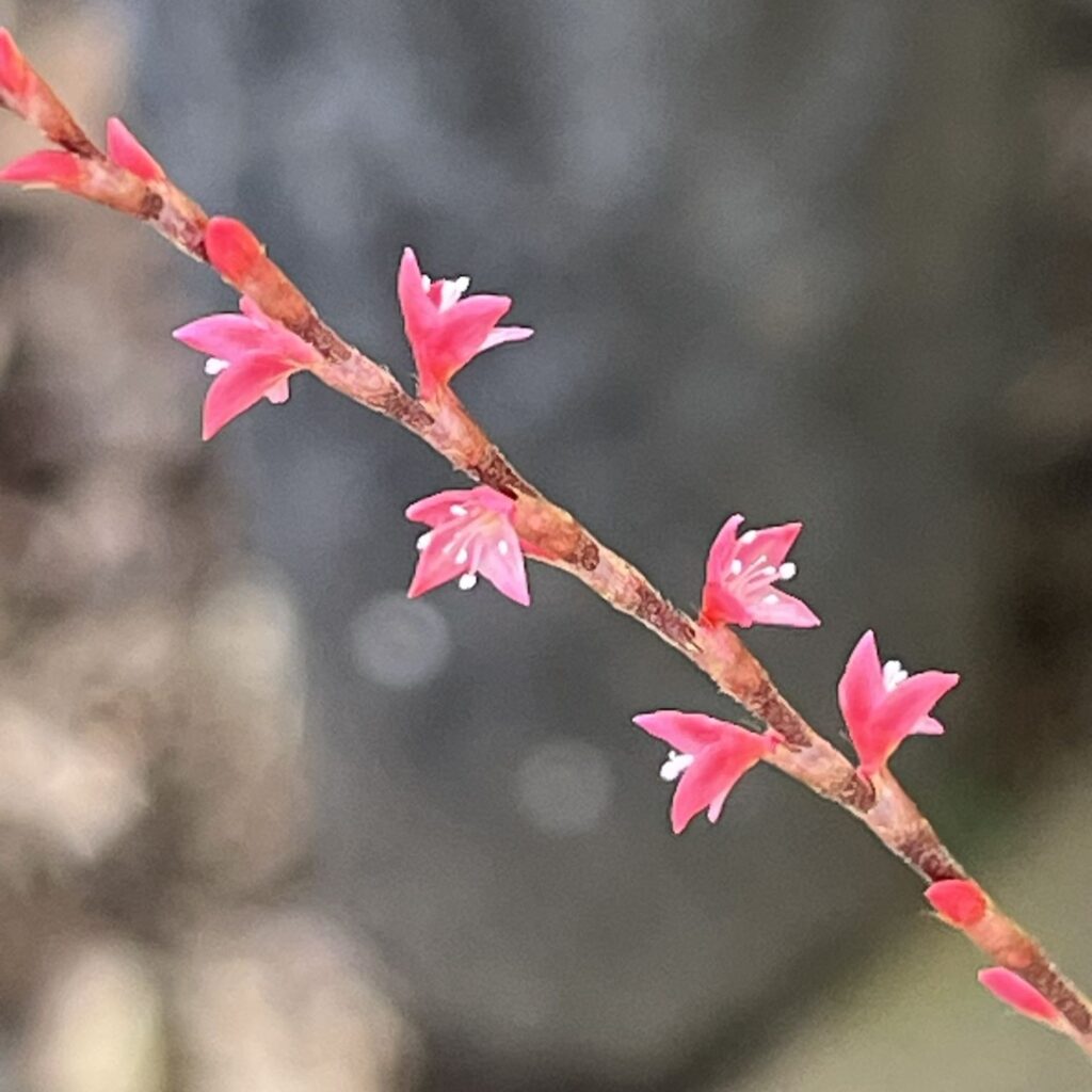 ミズヒキ:花 /Jumpseed -Flowers