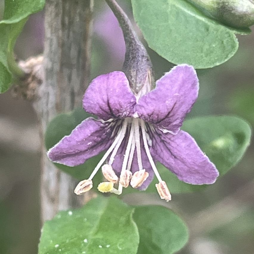クコ：花を側面から ／ Chinese Wolfberry - Flower from the side