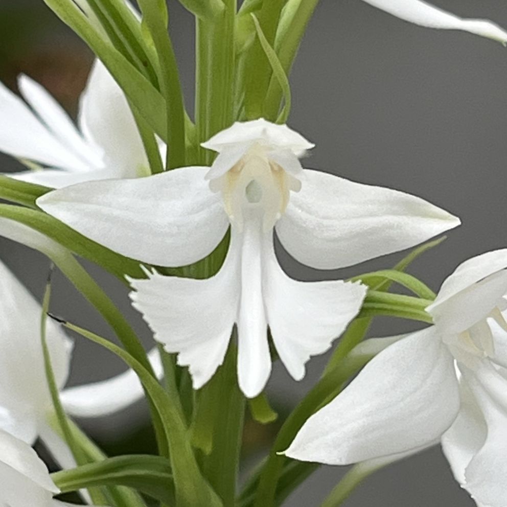 ダイサギソウ:花 / Large Egret Orchid - Flower