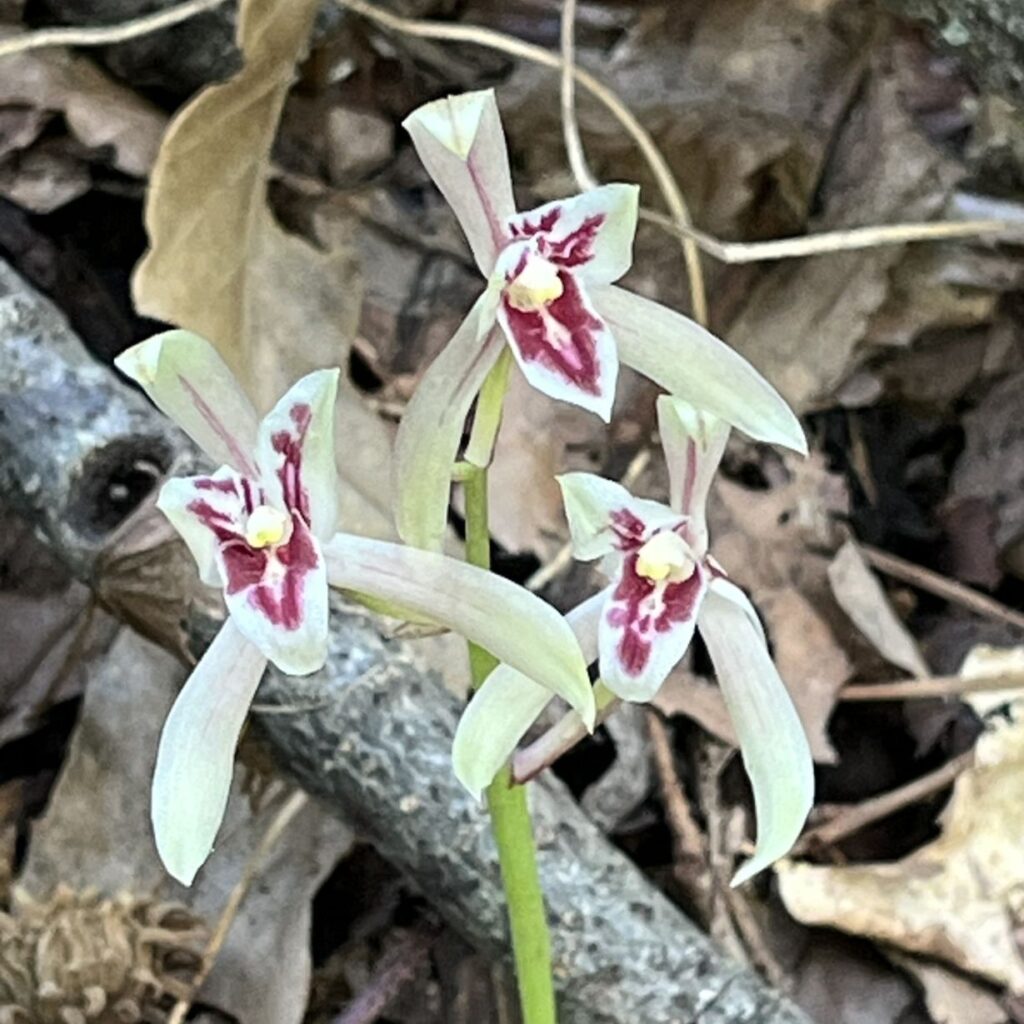 マヤラン:花々 / Cymbidium macrorhizon - Flowers