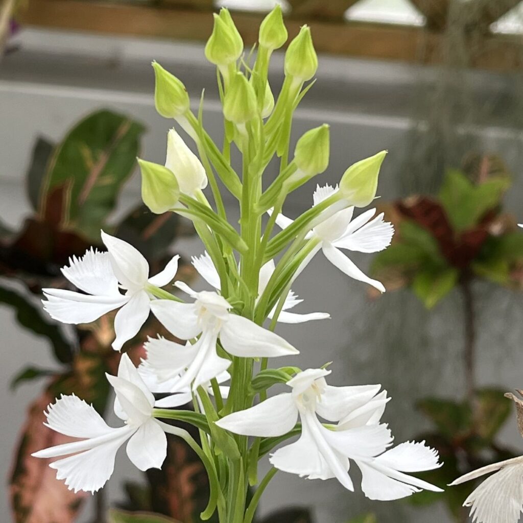 ダイサギソウ:蕾と花々 / Large Egret Orchid - Buds and flowers