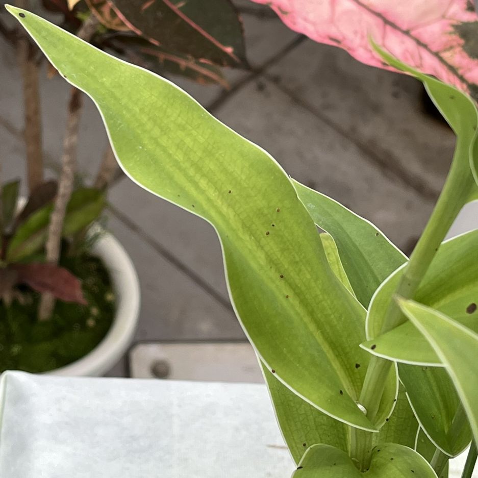 ダイサギソウ:葉 / Large Egret Orchid - Leaves