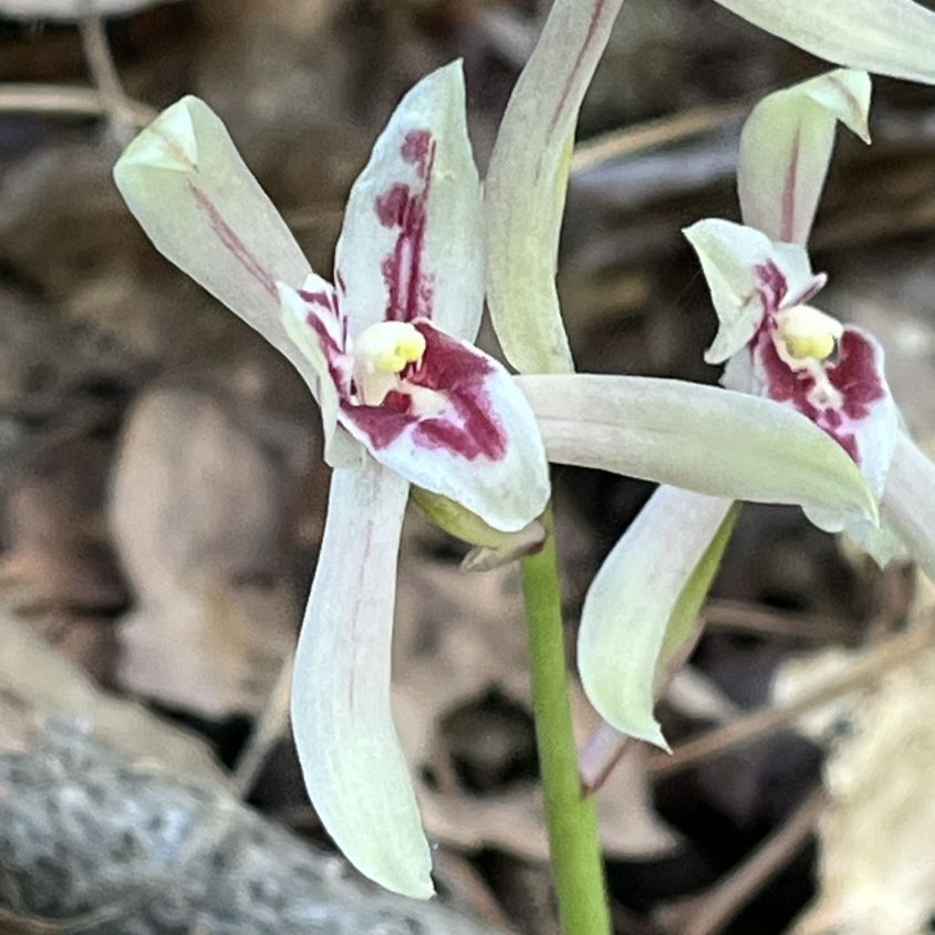 マヤラン:花を斜めから / Cymbidium macrorhizon - Flower from an angle