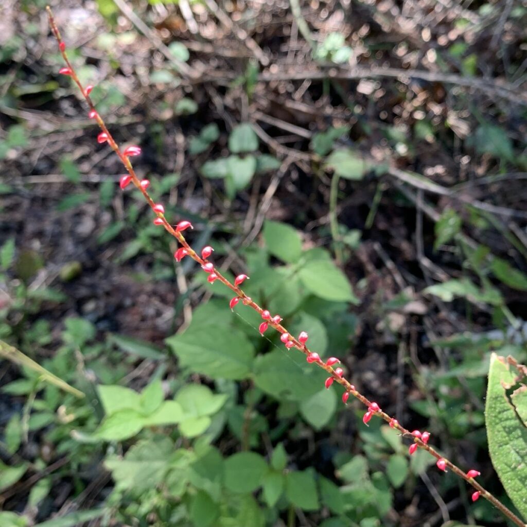 ミズヒキ:痩果 /Jumpseed -Achenes