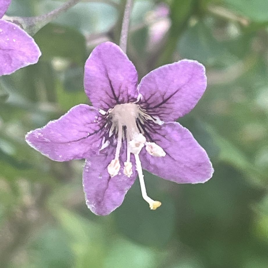 クコ：花を正面から ／ Chinese Wolfberry - Flower from the front