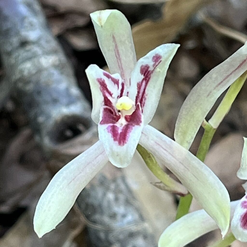 マヤラン:花を正面から / Cymbidium macrorhizon - Flower from the front